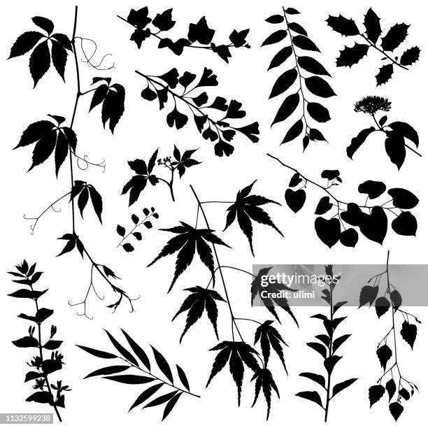 illustrations, cliparts, dessins animés et icônes de silhouettes de plantes, images vectorielles - lierre