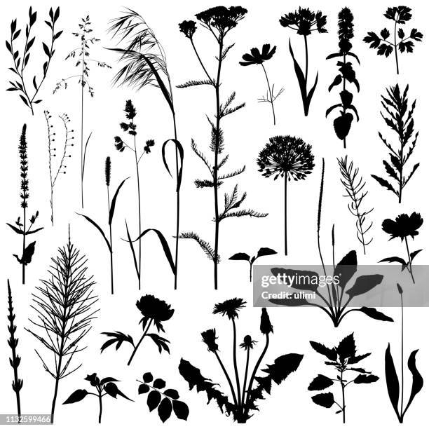 stockillustraties, clipart, cartoons en iconen met planten silhouet, vectorafbeeldingen - grasspriet