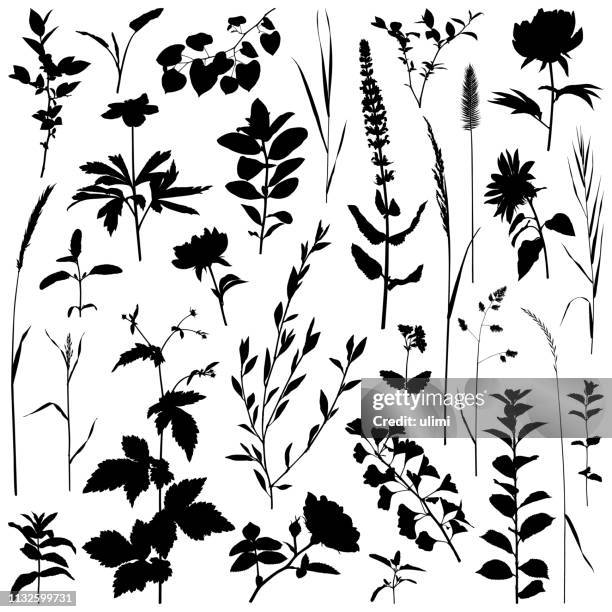 plants silhouette, vector images - peony stock illustrations