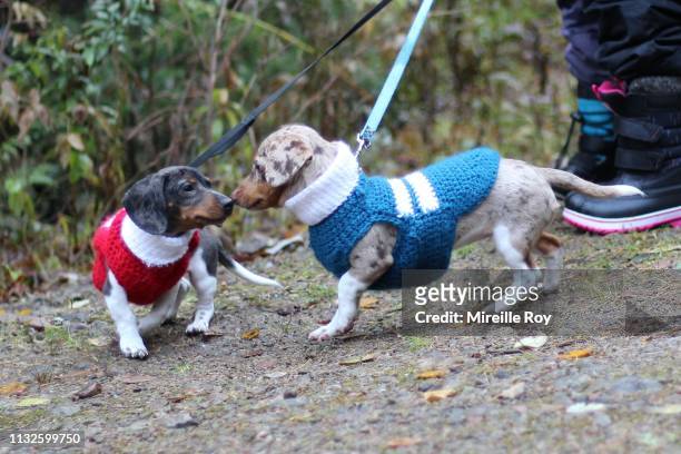 alice & ollie - dog coat stock pictures, royalty-free photos & images