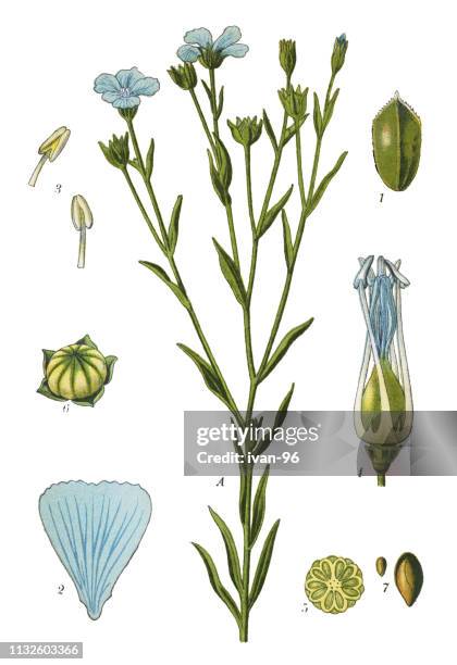 flax - flax plant stock illustrations