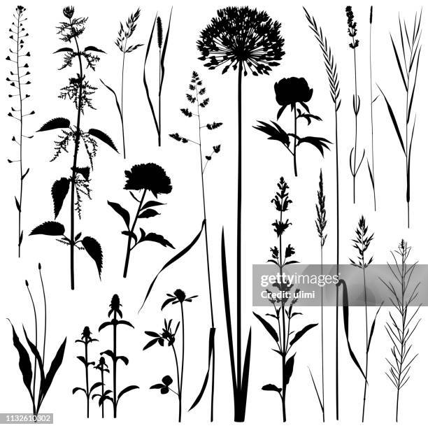 plants silhouettes, vector images - grass silhouette stock illustrations