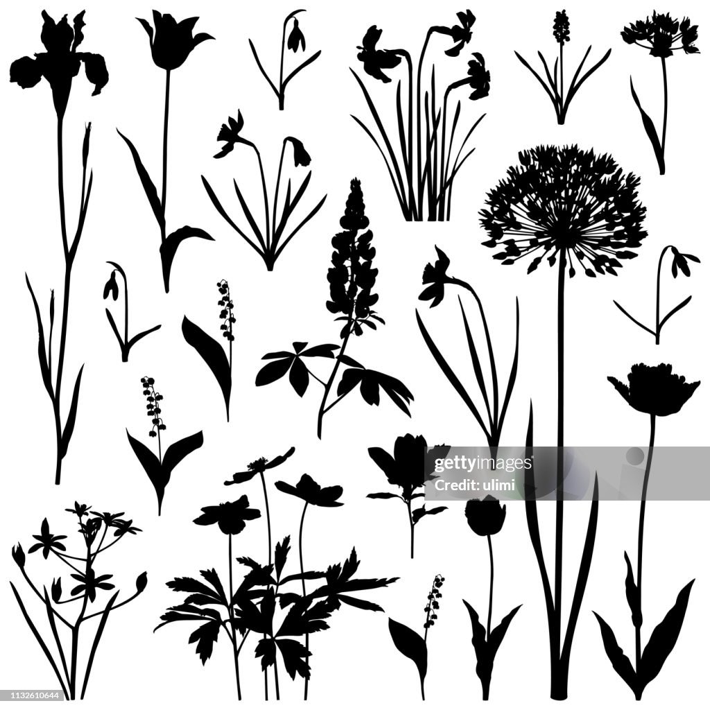 Silhouettes de plantes, fleurs printanières