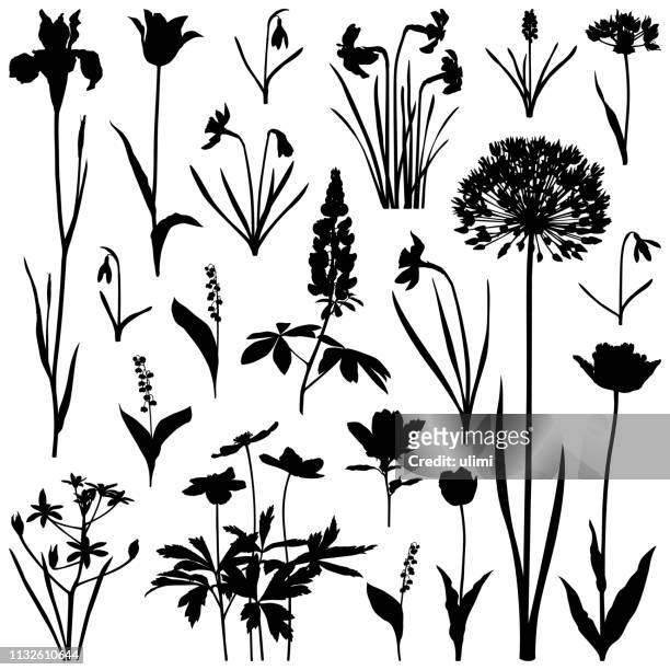 plants silhouettes, spring flowers - tulips and daffodils stock illustrations