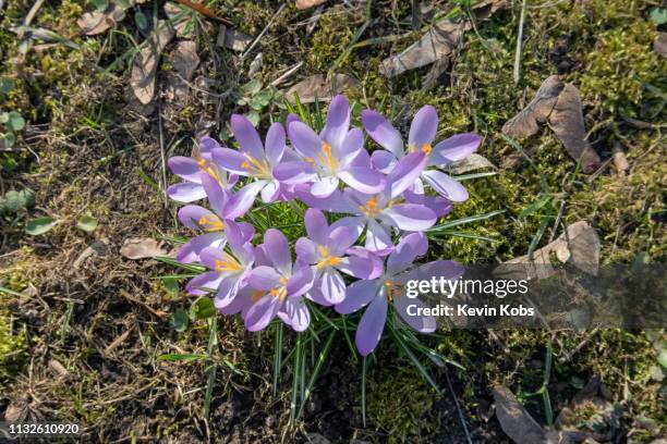 crocuses on a meadow during spring in february 2019. - traumhaft fotografías e imágenes de stock