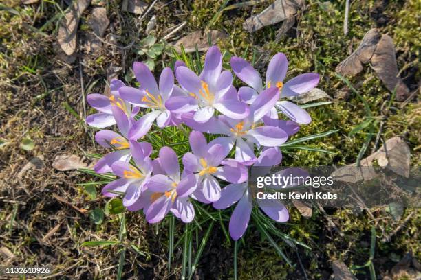 crocuses on a meadow during spring in february 2019. - frühling pollen stock pictures, royalty-free photos & images
