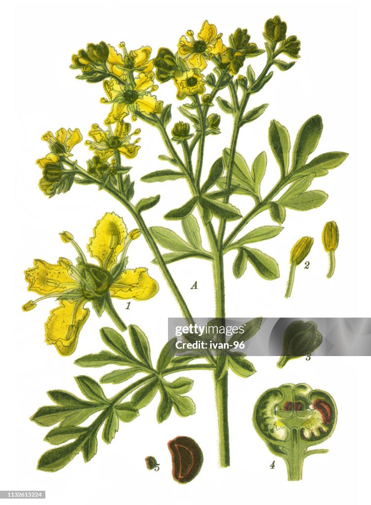 Rue, common rue, herb-of-grace
