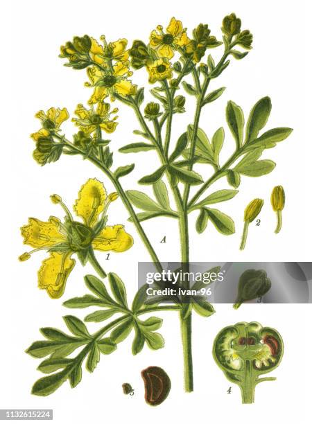 rue, common rue, herb-of-grace - ruta graveolens stock illustrations
