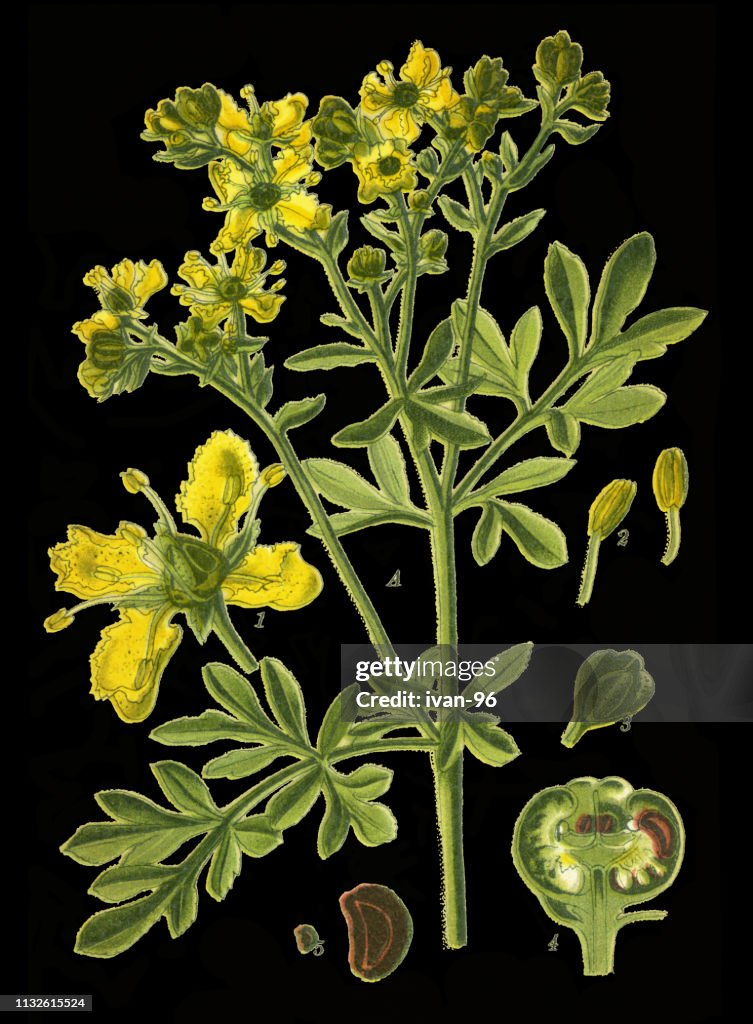 Rue, common rue, herb-of-grace