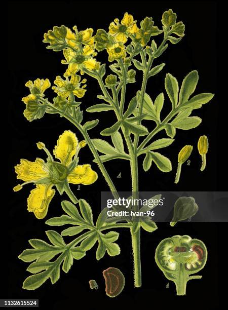 rue, common rue, herb-of-grace - ruta graveolens stock illustrations