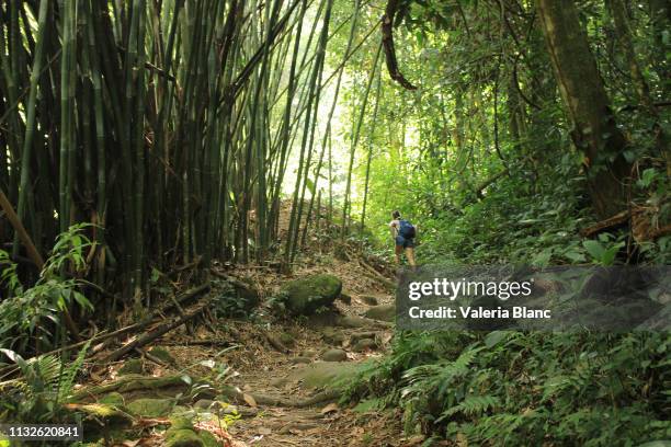 amazonienne - amazon jungle photos et images de collection