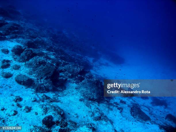August 2018 - Athens, Greece: Sea life on the seabed off Athens on August 26, 2018 in Athens,Greece.