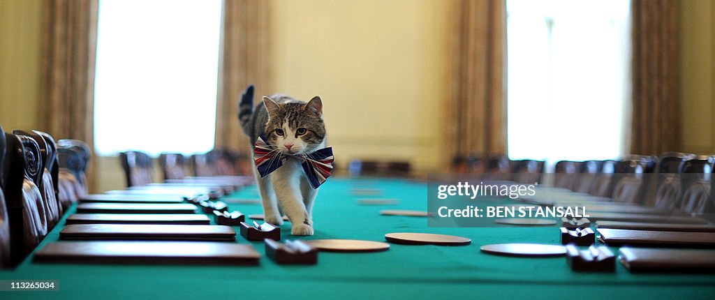 Larry, the 10 Downing Street cat, walks