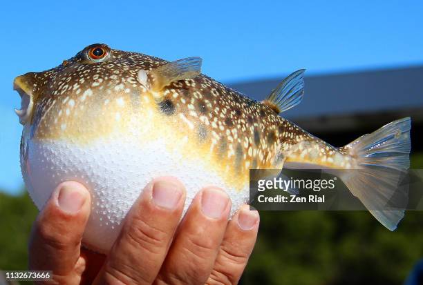 puffer fish, also called blowfish, globefish, balloonfish - tetraodintidae - animal abdomen fotografías e imágenes de stock