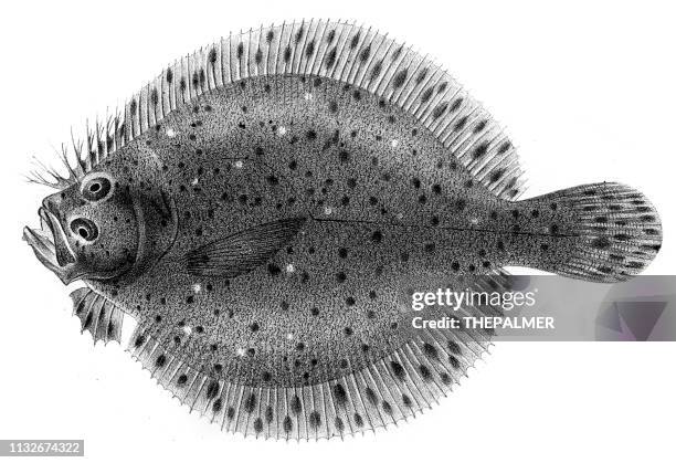 spotted turbot fish engraving 1842 - spotted fish stock illustrations