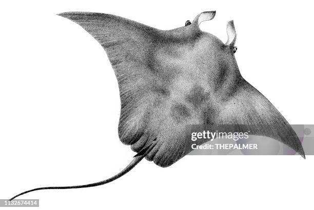 ilustraciones, imágenes clip art, dibujos animados e iconos de stock de manta ray fish grabado 1842 - stingray