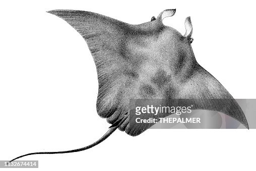 63 Manta Ray High Res Illustrations - Getty Images