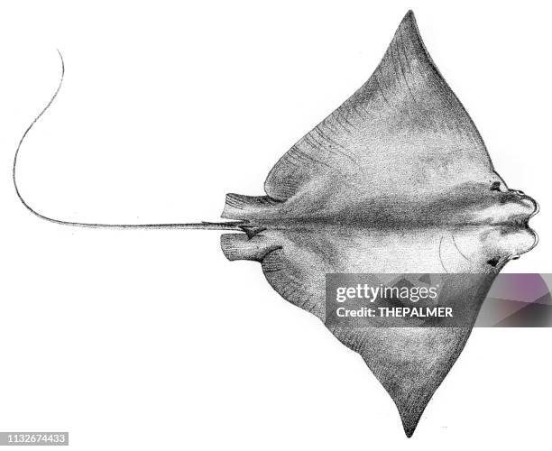 cow-nose ray fish engraving 1842 - cownose ray stock illustrations