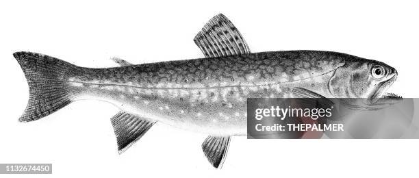 bachforellengrat 1842 - speckled trout stock-grafiken, -clipart, -cartoons und -symbole