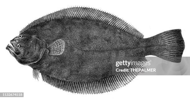 flounder fish engraving 1842 - flounder stock illustrations