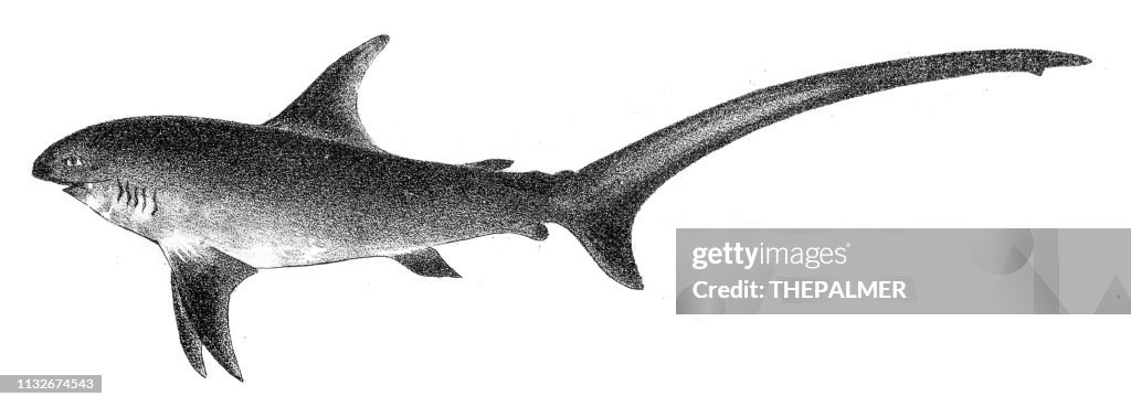 Thresher Shark fish engraving 1842