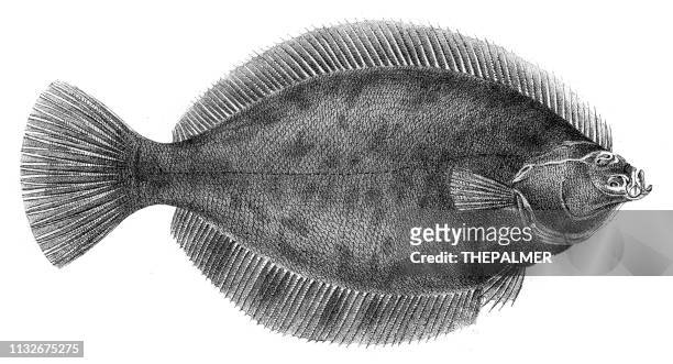 flounder fish engraving 1842 - flounder stock illustrations