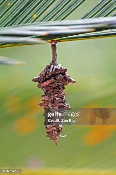 a single bagworm moth case (cocoon) attached to a leaf - bagworm moth 個照片及圖片檔