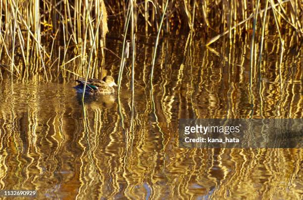 reflects water sunset ripples and a duck - 動物の色 stock pictures, royalty-free photos & images