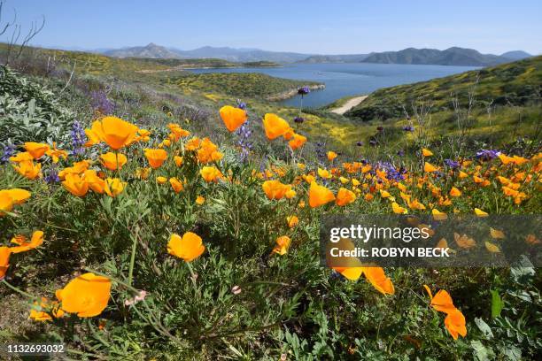 Super bloom" of California poppies and other wildflowers blankets the hills surrounding Diamond Valley Lake near Hemet, California, March 24, 2019. -...