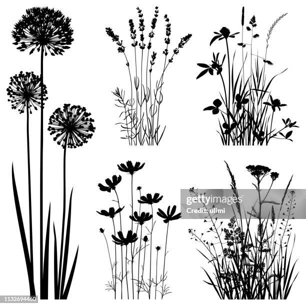 illustrations, cliparts, dessins animés et icônes de silhouettes de plantes, images vectorielles - fleurs noir et blanc