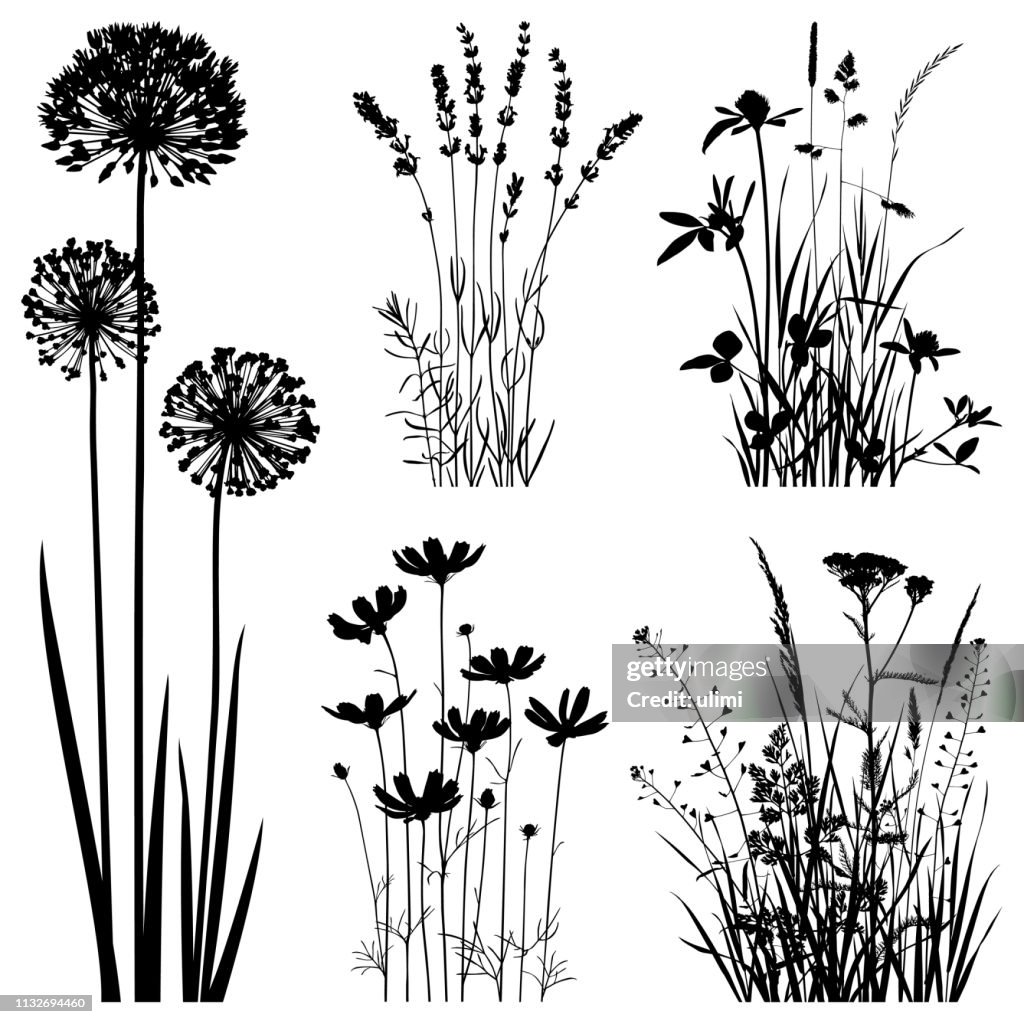 Silhuetas das plantas, imagens do vetor
