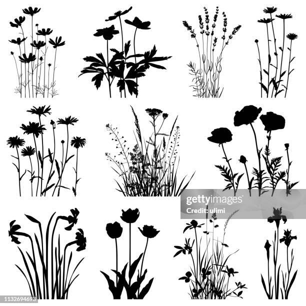 stockillustraties, clipart, cartoons en iconen met planten silhouetten, vectorafbeeldingen - meadow