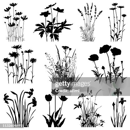 Plants silhouettes, vector images Plants silhouettes, vector images
