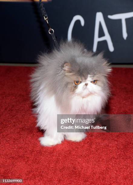 Celebrity cat Dewey the Persian attends the Los Angeles opening night performance of "Cats" at the Pantages Theatre on February 27, 2019 in...