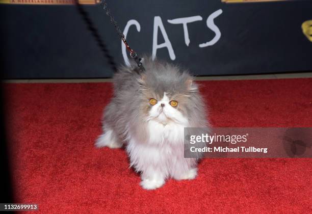 Celebrity cat Dewey the Persian attends the Los Angeles opening night performance of "Cats" at the Pantages Theatre on February 27, 2019 in...