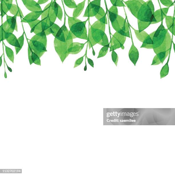 ilustraciones, imágenes clip art, dibujos animados e iconos de stock de rama verde acuarela bacgkround - branch plant part