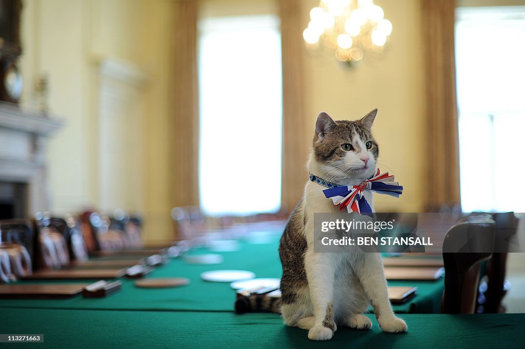Larry, the 10 Downing Street cat, sits o