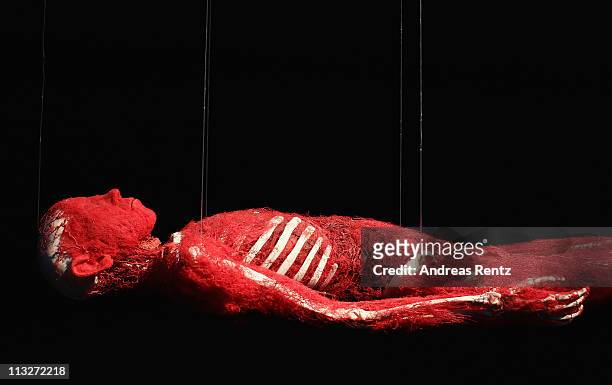 Plastinated human corpse revealing only its bones and arteries hangs from nylon twine at the Body Worlds exhibition on April 29, 2011 in Berlin,...