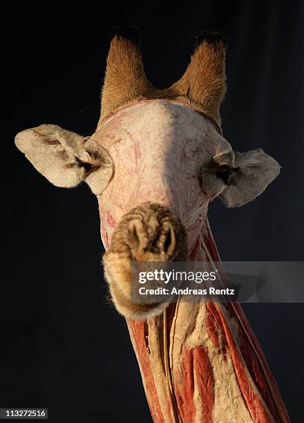 Plastinated giraffe corpse posed to look as if it is clinging to a tree is pictured at the Body Worlds exhibition on April 29, 2011 in Berlin,...