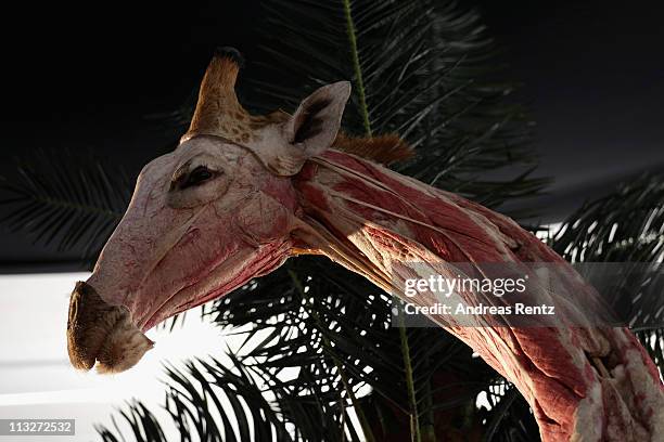 Plastinated giraffe corpse posed to look as if it is clinging to a tree is pictured at the Body Worlds exhibition on April 29, 2011 in Berlin,...