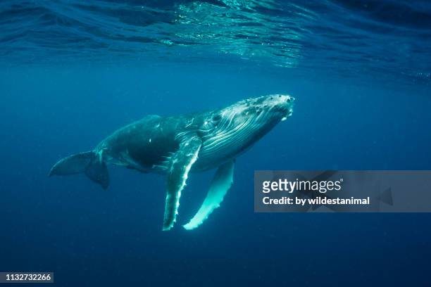 humpback whale calf, vava'u, tonga. - aleta de cola aleta fotografías e imágenes de stock