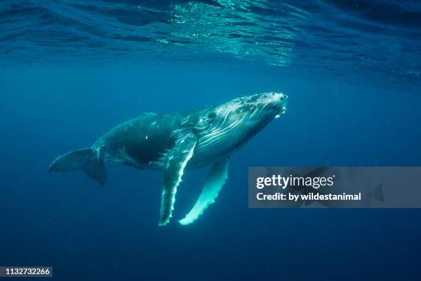 humpback whale calf, vava'u, tonga. - whale photos et images de collection