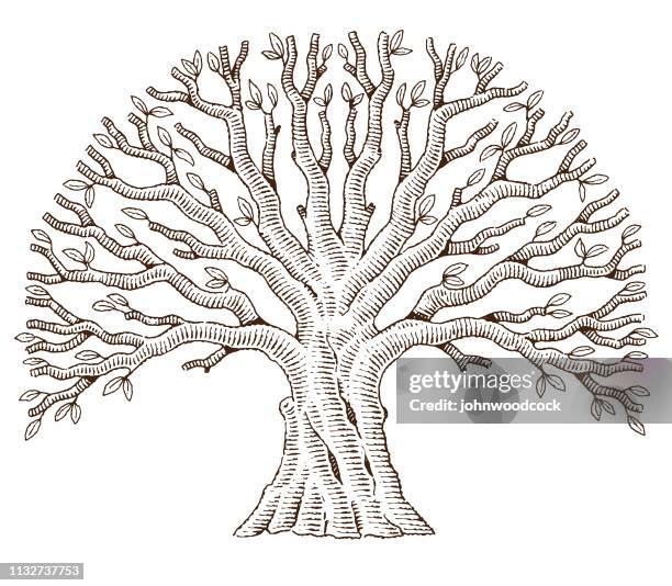 454点のbig Treeイラスト素材 Getty Images 454点のbig Treeイラスト素材 Getty Images