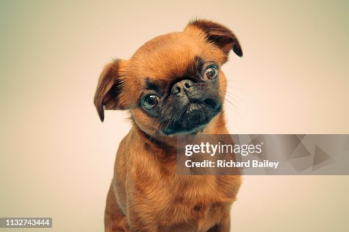 285 Brussels Griffon Photos and Premium High Res Pictures - Getty Images 285 Brussels Griffon Photos and Premium High Res Pictures - Getty Images