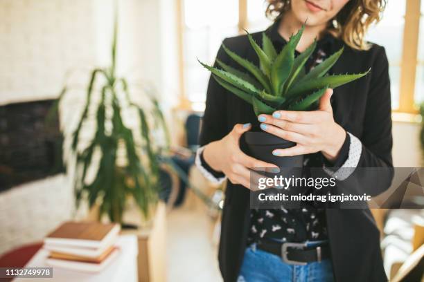 donna irriconoscibile in possesso di una pianta di aloe vera - aloe plant foto e immagini stock