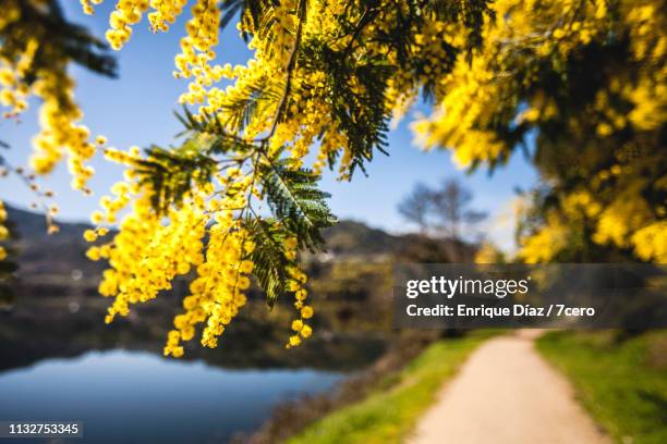 bright yellow mimosa flowers in spain - spring equinox stock-fotos und bilder