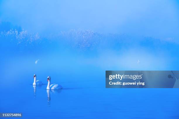 cygnus - 湖 fotografías e imágenes de stock