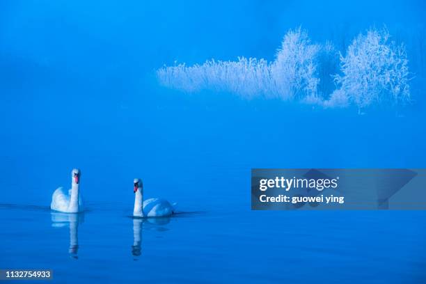 cygnus - 明亮 stock pictures, royalty-free photos & images