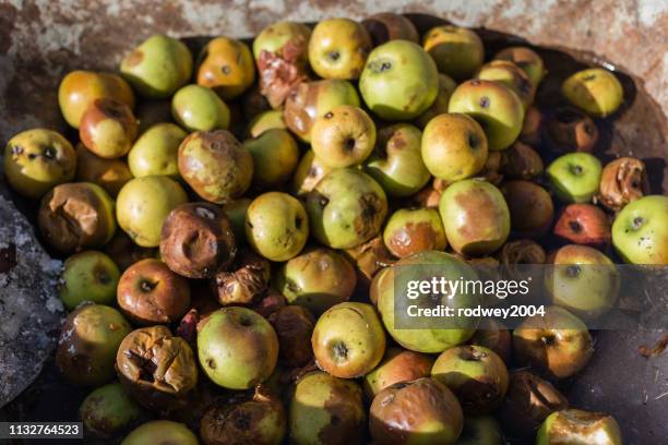 apples in a wheel barrow - apple rot stock pictures, royalty-free photos & images