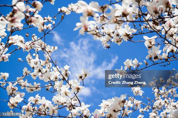 magnolia blossoms against clear blue sky - magnolia stellata stockfoto's en -beelden